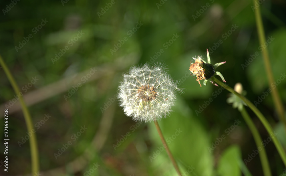 Puff-ball (Taraxacum officinale) somewhere in Poland. Puff-ball (Taraxacum officinale) somewhere in Poland.