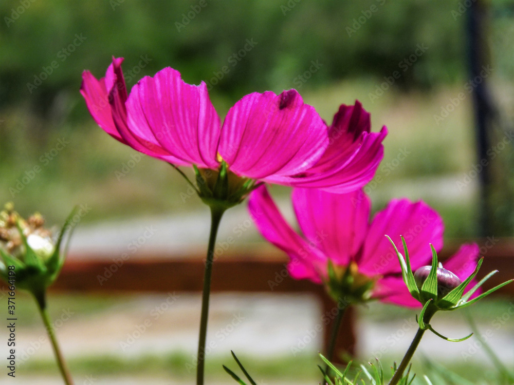 Magenta flowers Magenta flowers