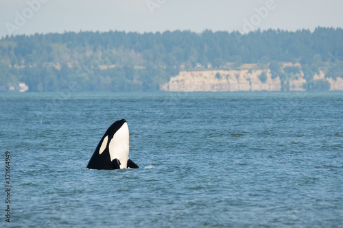 A transient orca (a member of the T36A pod) spyhops off Point Roberts after successfully hunting a harbour porpoise.
