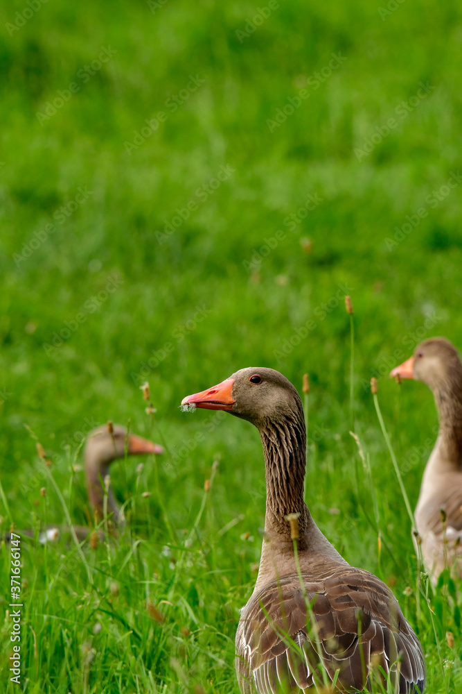 wild greylag geese make a break and eating grass in meadow wild greylag geese make a break and eating grass in meadow