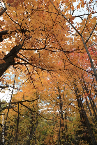 カナダのトロント近郊のモノクリフス州立公園 Mono Cliffs Provincial Parkの秋、紅葉