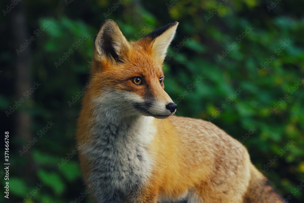 red fox with blurred green background