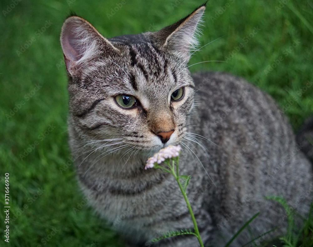 Close up of a striped domestic cat smelling a white flower