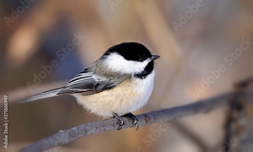 Extreme close-up of a cute chickadee bird perched on a branch on a soft background  photo