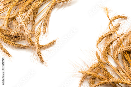 Wheat rye barley oat seeds. Whole, barley, harvest wheat sprouts. Wheat grain ear or rye spike plant isolated on white background, for cereal bread flour. Top view, cutout. photo