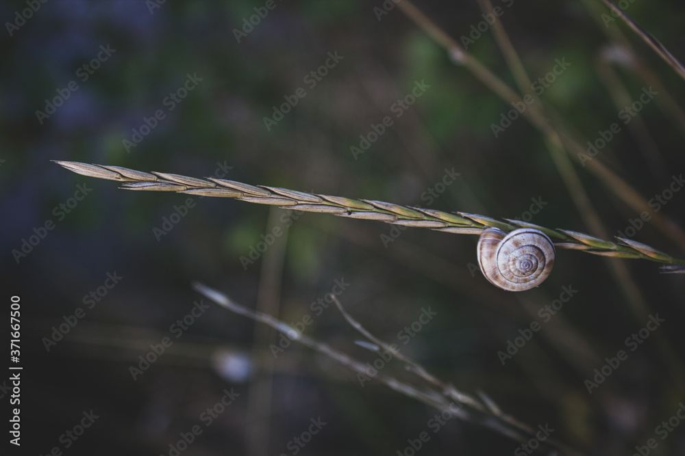 snail life upside down snail life upside down