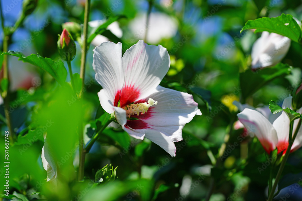 Fototapeta premium Rose of Sharon hibiscus syriacus flower in bloom