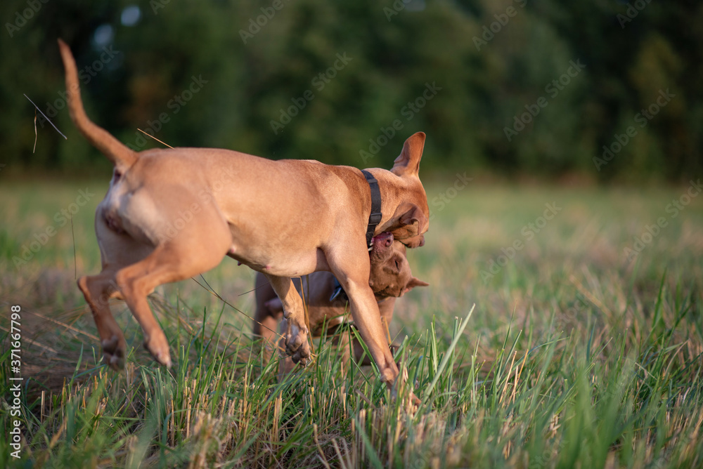 Fight of two pit bull terriers in a field on the grass. Close-up photographed. Fight of two pit bull terriers in a field on the grass. Close-up photographed.