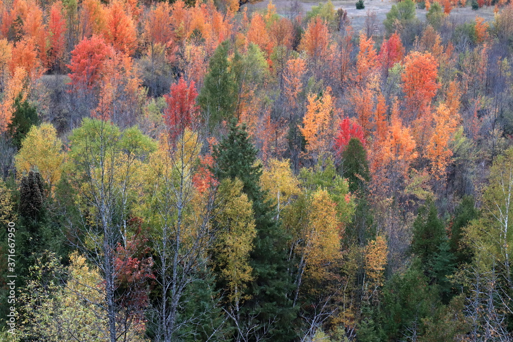 カナダのトロント近郊のモノクリフス州立公園　Mono Cliffs Provincial Parkの秋、紅葉