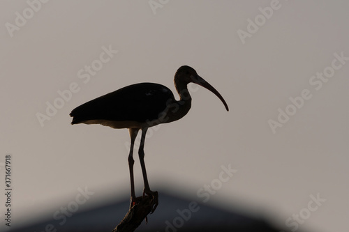 Silhouette of a White Ibis standing on top of a tree branch