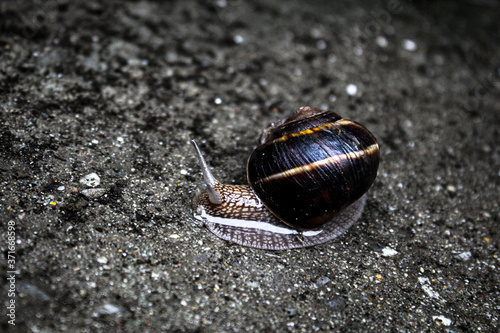 snail cruising the puddle photo