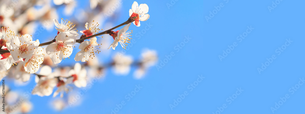 Spring background, panorama, banner - flowers of apricot tree (Prunus armeniaca) on the background of a blooming garden, closeup with space for text Spring background, panorama, banner - flowers of apricot tree (Prunus armeniaca) on the background of a blooming garden, closeup with space for text