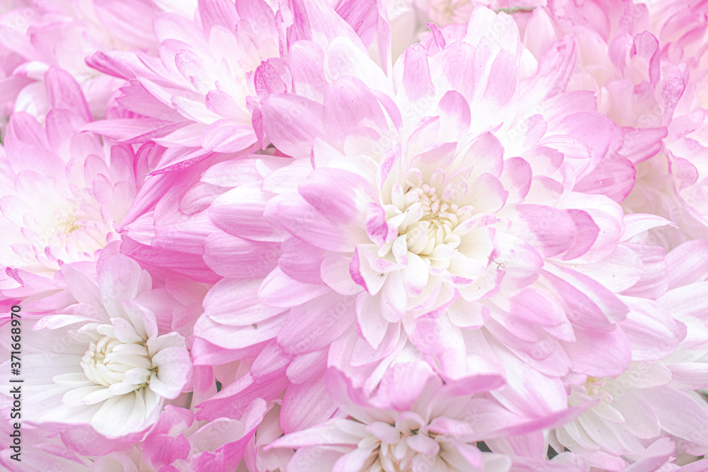 pink carnation flowers