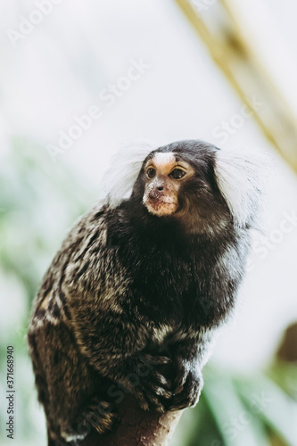 Portrait d'un adorable singe ouistiti à pinceaux blancs ou callithrix jacchus
