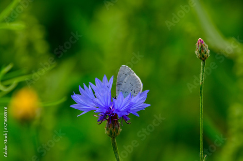 Lycaenidae , small butterfly on cornflowers in meadow © Himmelreich Photo