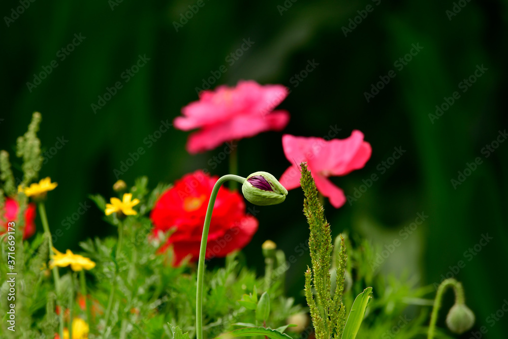 for biodiversity flower field with pink poppy for biodiversity flower field with pink poppy