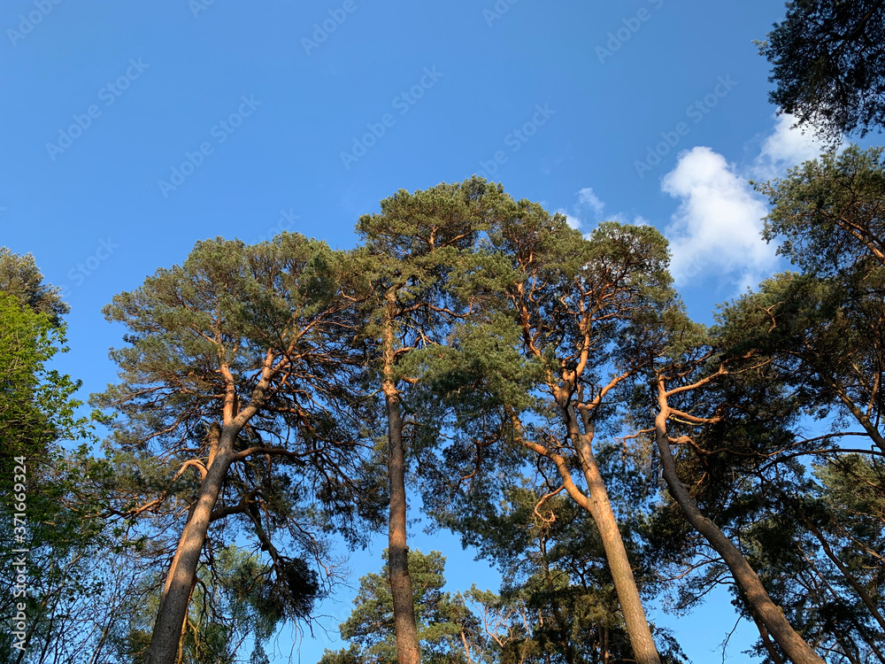 Obraz premium Tree Tops