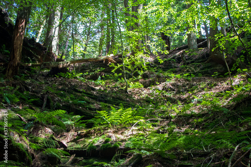 tree in the forest