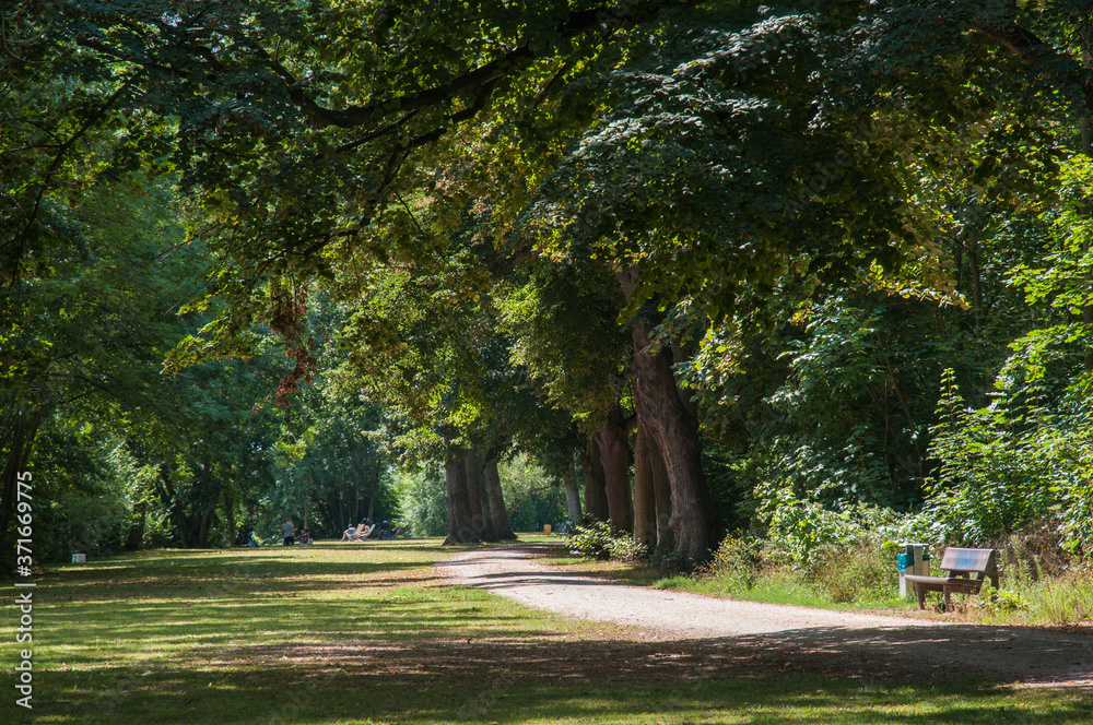 sommer im okrifteler wäldchen