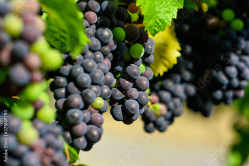 grapes on vine