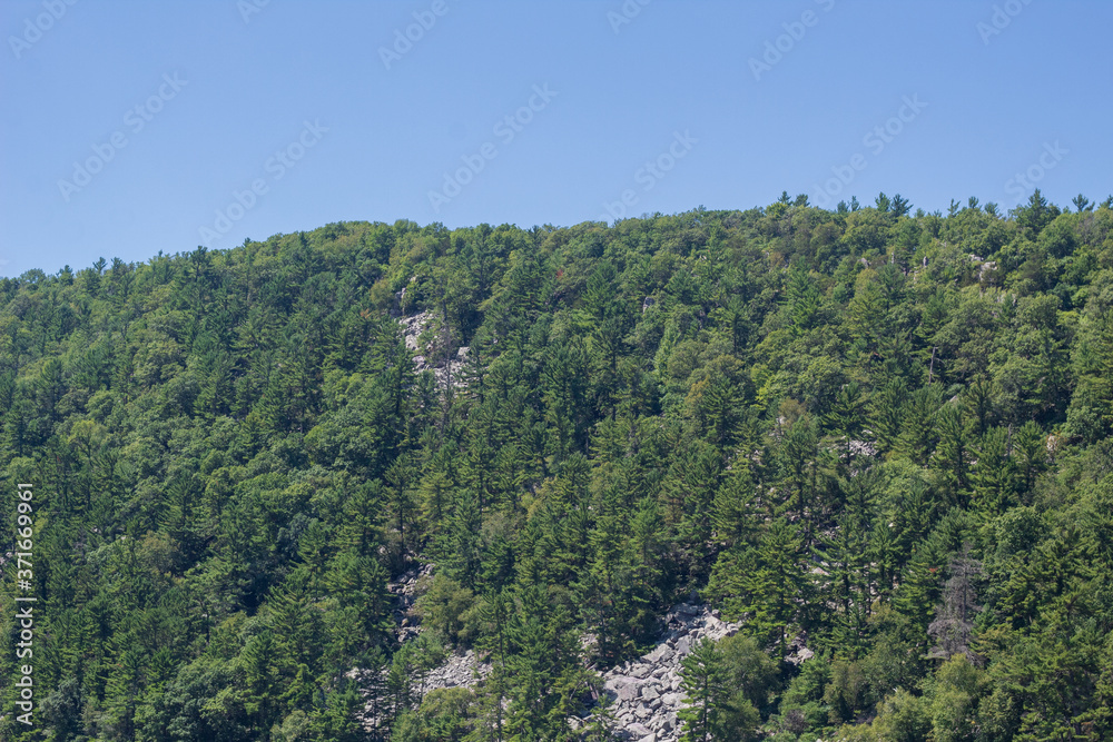 forest in the mountains