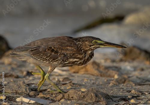 Slow and gentle move of Striated Heron at Busaiteen coast of Bahrain