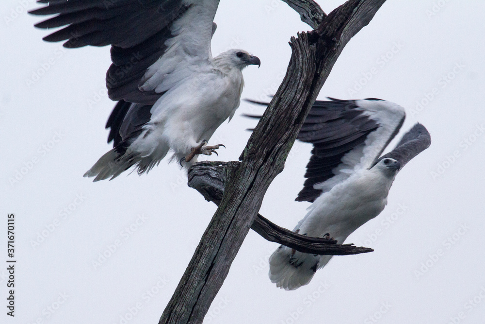 Two white breasted sea eagles about to take flight from a dead tree. Two white breasted sea eagles about to take flight from a dead tree.