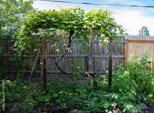 grapevines growing on trellis photo