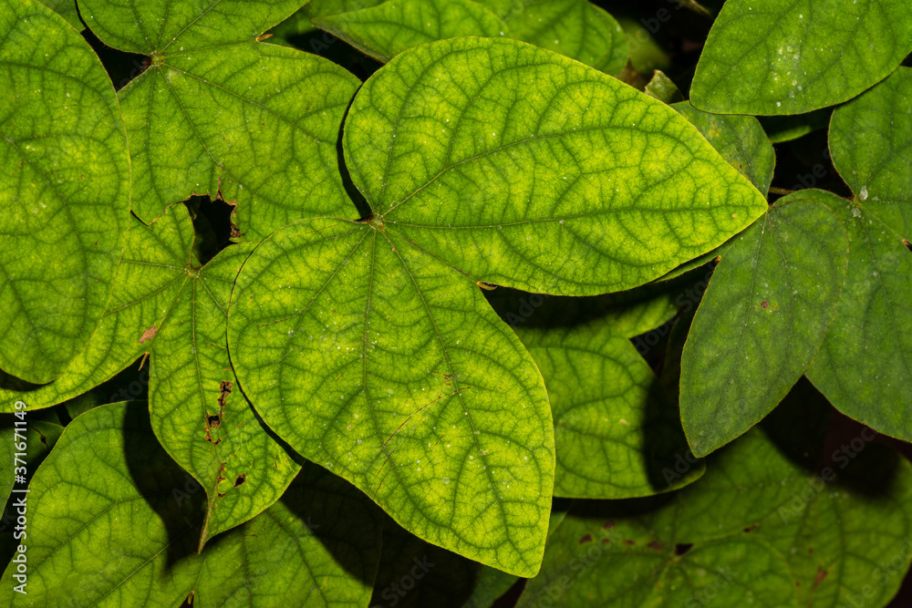 Leaves of Monkey Ladder Vine (Bauhinia glabra) Leaves of Monkey Ladder Vine (Bauhinia glabra)