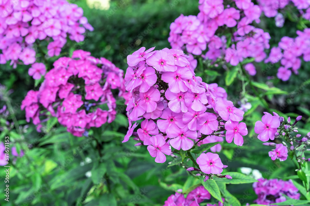 Purple phlox (Phlox paniculata) blooms in the summer garden.