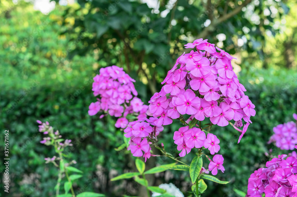 Purple phlox (Phlox paniculata) blooms in the summer garden. Purple phlox (Phlox paniculata) blooms in the summer garden.