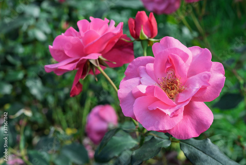 Blooming pink roses on a background of green foliage.