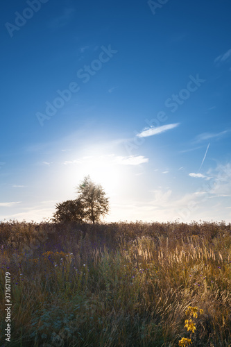 Vertical landscape of two trees casting a shadow against the sun in a clearing with Golden grass and beautiful multicolored wildflowers. Summer background, landscape. Concept of wild nature beauty.