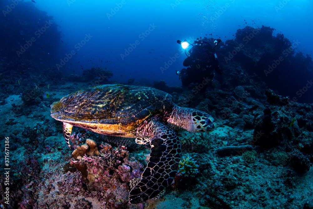 Fototapeta premium A turtle with an underwater photographer