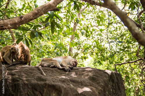 Sri lanka monkey looking into the trees