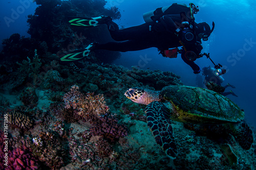 Underwater photographer following a turtle