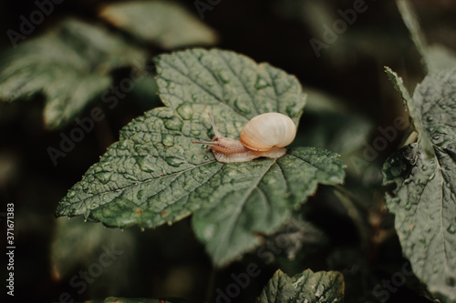 Small snail on green leaf in the garden