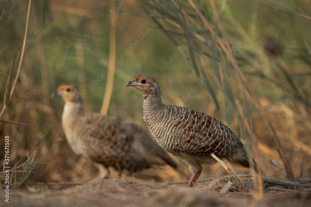 A pair of Grey francolin at Khamis, Bahrain A pair of Grey francolin at Khamis, Bahrain