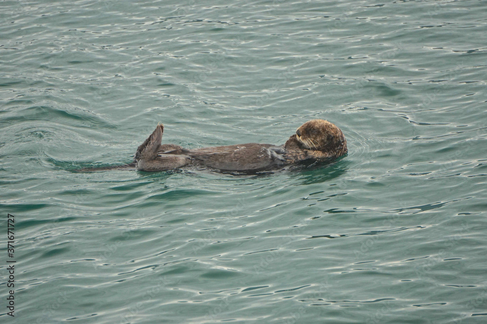 Fototapeta premium Kachemak Bay, Alaska, USA: A sea otter (Enhydra lutris), an entirely aquatic marine otter of North Pacific coasts, floating on its back.