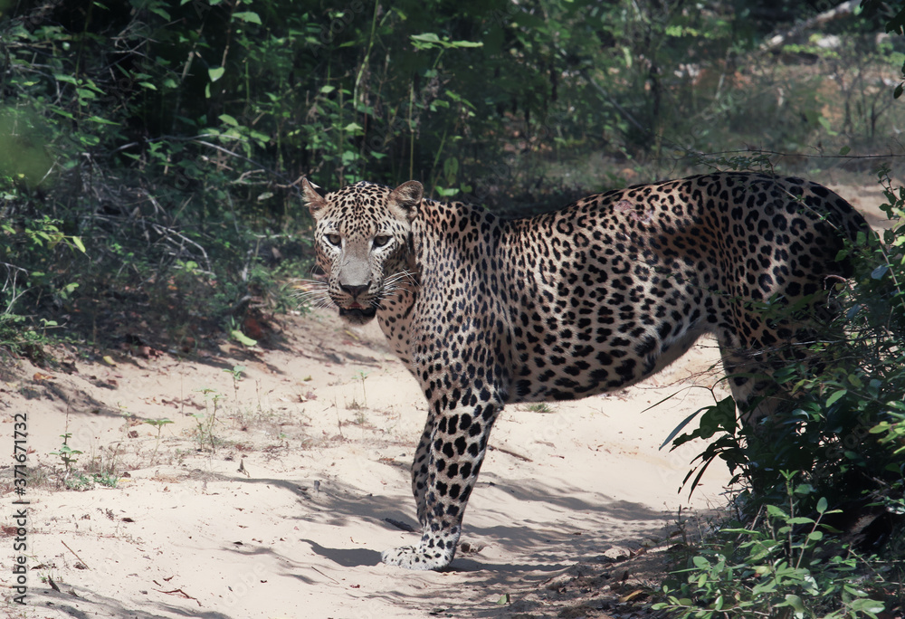 Obraz premium A leopard looks cautiously before crossing the sandy path.