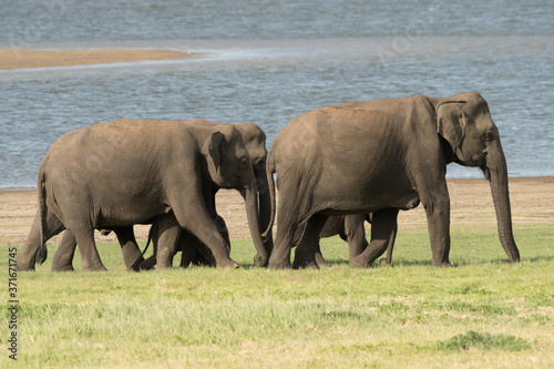 Elephant safari portrait closeup 