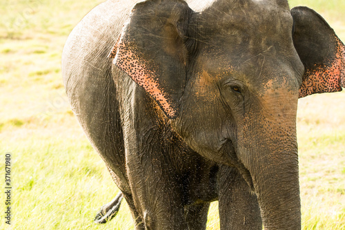 Elephant safari portrait closeup 