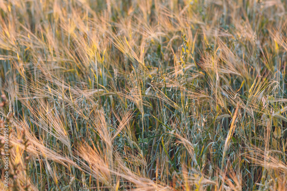 Fototapeta premium Agricultural field of rye. Rich harvest concept