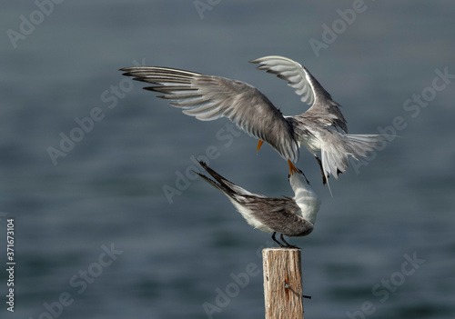 Greater Crested Terns fighting for the perch at Busaiteen coast, Bahrain