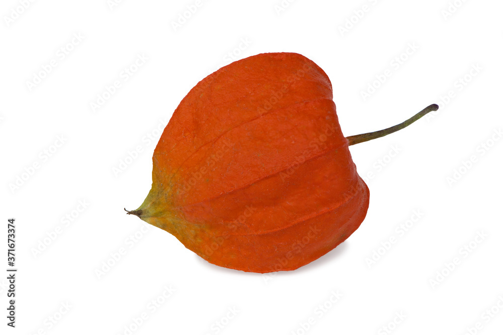 Fototapeta premium a orange fruit-berry of physalis isolated on white background