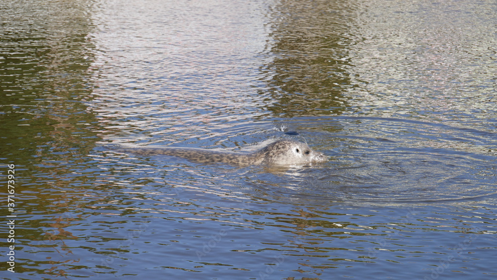 Fototapeta premium Robbe