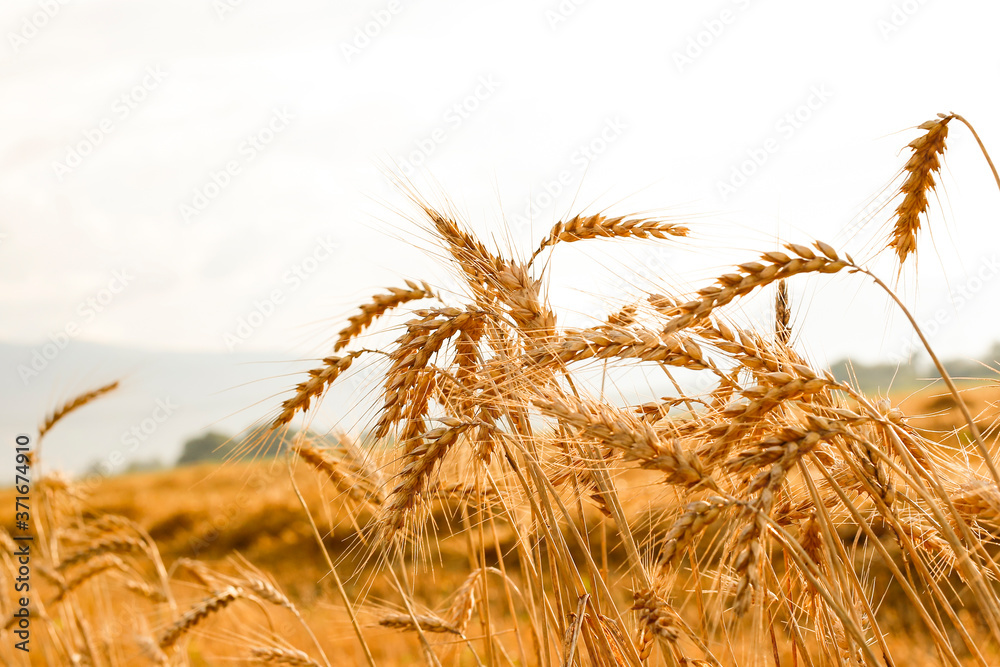 Golden wheat rye close-up on the white background Golden wheat rye close-up on the white background