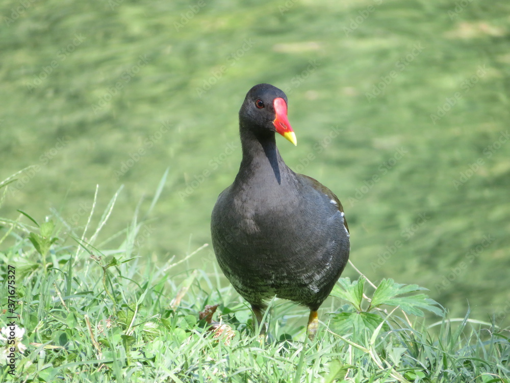beautiful red-billed black bird that knows how to swim and fly beautiful red-billed black bird that knows how to swim and fly