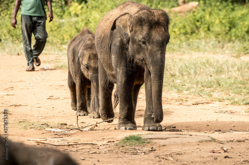 Photography Elephant safari portrait closeup