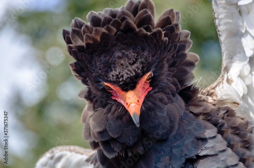 Portrait of a bateleur eagle (Terathopius ecaudatus) watching other birds in the sky, soft defocused background photo